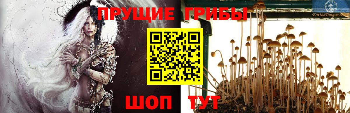 Татарск  Псилоцибиновые грибы Psilocybine cubensis  Псилоцибиновые грибы мухоморы  купить наркотик  Вход с VPN 